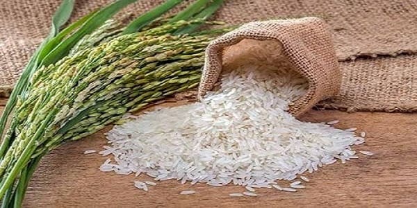 تصویر 4 از قیمت برنج چمپا کامفیروز با کیفیت ارزان + خرید عمده
